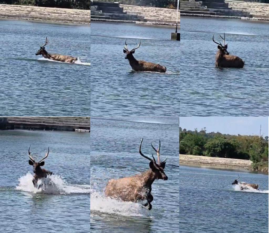 Swamp Deer Frolicking in Pubowal Pond Becomes Center of Attraction Excitement Among Villagers